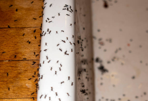 Best Pest Removal Services  in Whispering Pines, NC